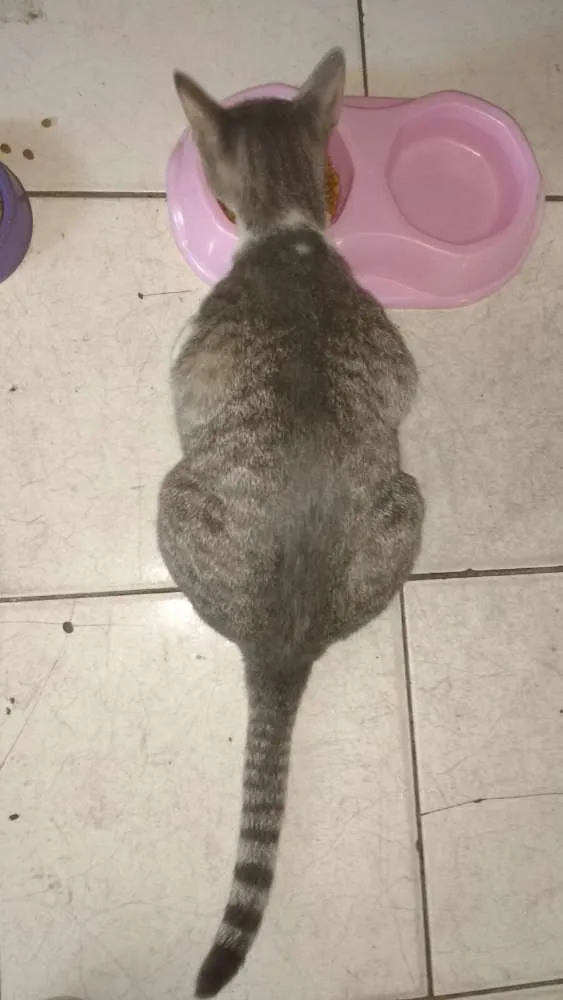 Gato ra a SRD idade 1 ano nome Bellinha