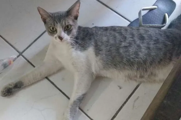 Gato ra a SRD idade 1 ano nome Bellinha