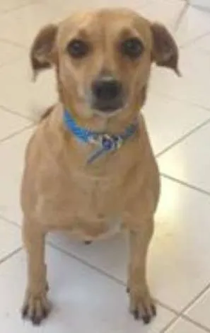 Cachorro raça vira lata idade 3 anos nome Kelly