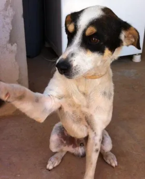 Cachorro raça Sem raça definida  idade 6 ou mais anos nome Pingo 
