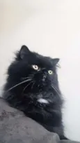 Athos
