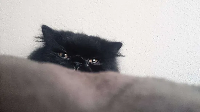 Gato raça Persa  idade 3 anos nome Athos