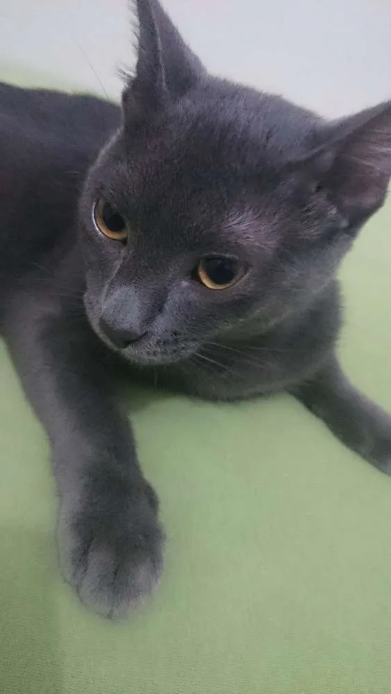 Gato raça SRD idade 1 ano nome Aramis