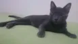Aramis