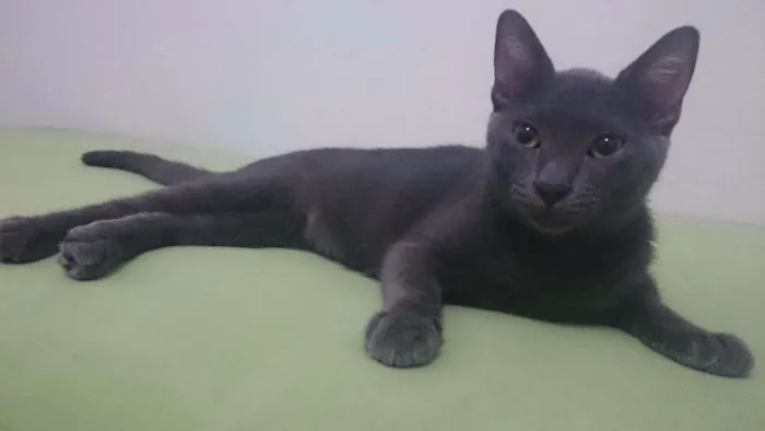 Gato raça SRD idade 1 ano nome Aramis