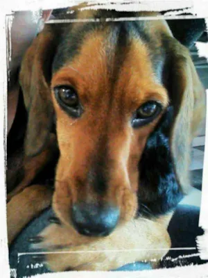 Cachorro raça Beagle idade 2 anos nome Bellinha