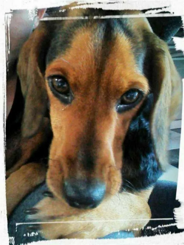 Cachorro ra a Beagle idade 2 anos nome Bellinha