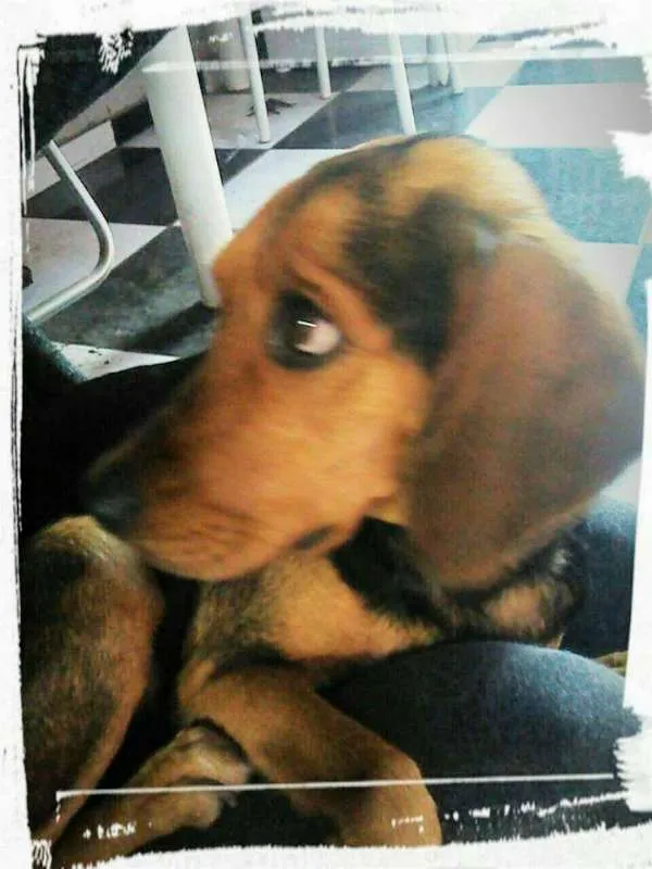 Cachorro ra a Beagle idade 2 anos nome Bellinha