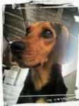 Bellinha