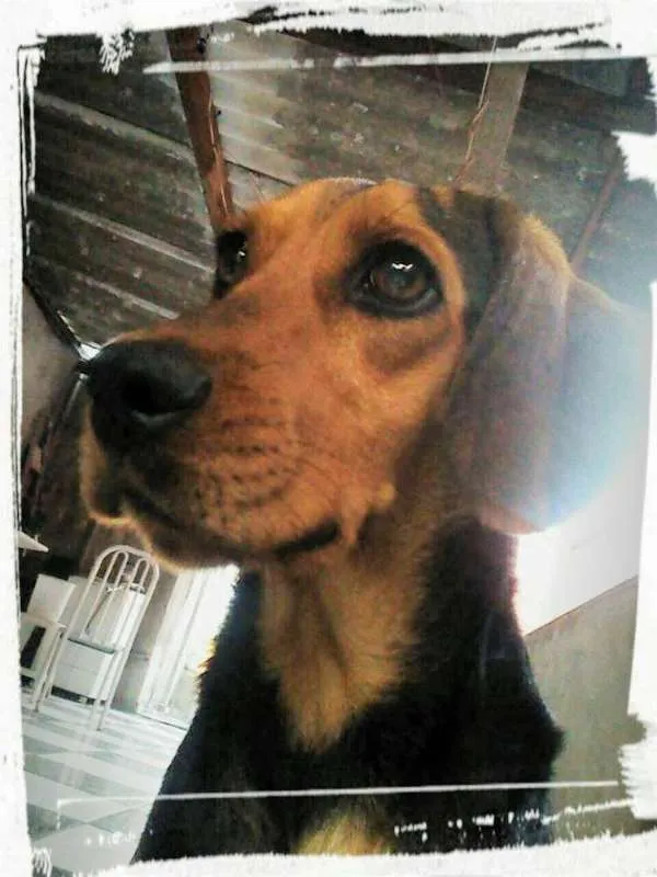 Cachorro ra a Beagle idade 2 anos nome Bellinha
