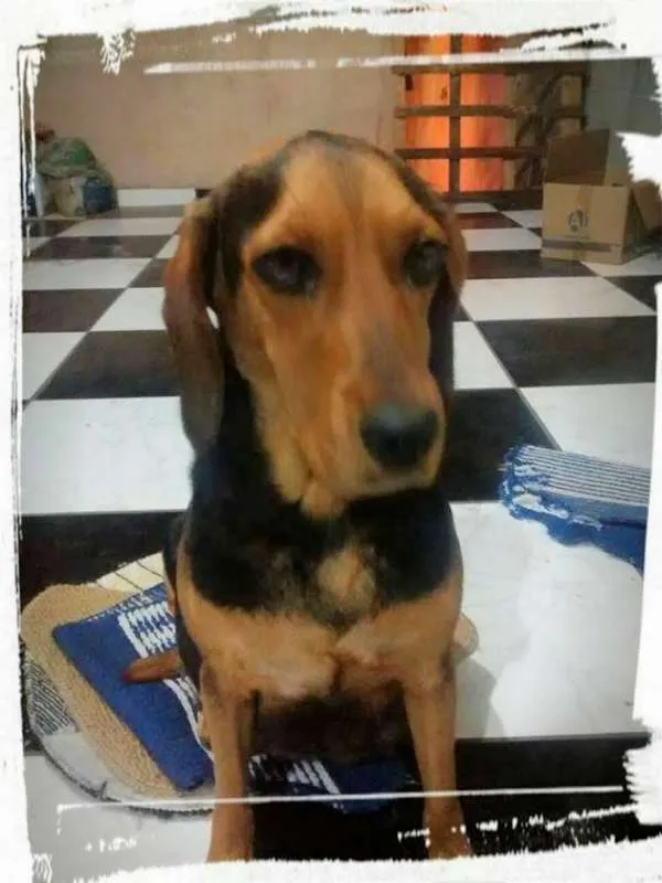 Cachorro ra a Beagle idade 2 anos nome Bellinha
