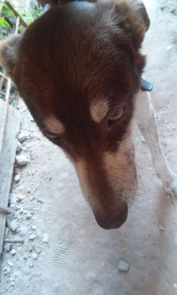 Cachorro ra a vira lata idade 1 ano nome Guerreiro