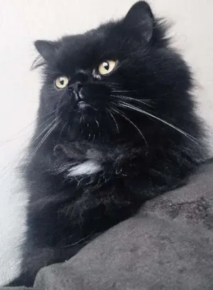 Gato raça Persa  idade 3 anos nome Athos