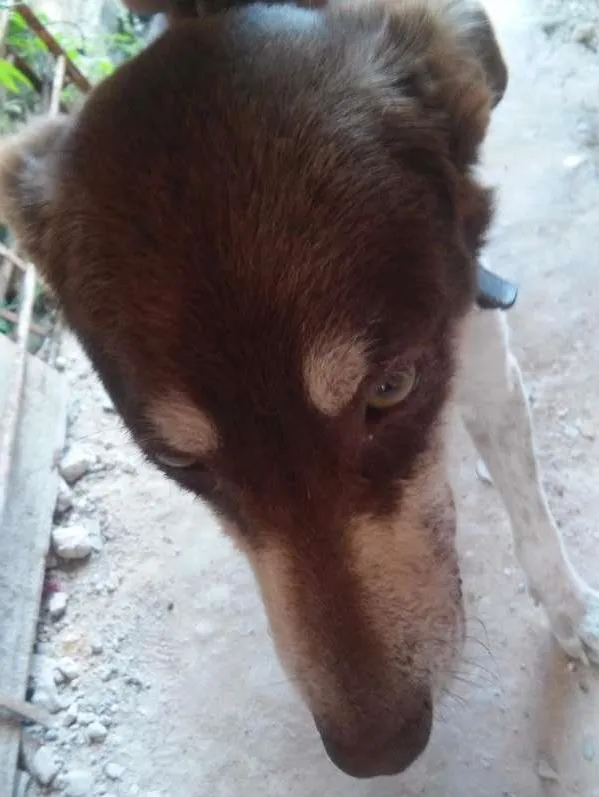 Cachorro ra a vira lata idade 1 ano nome Guerreiro