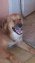 Pingo