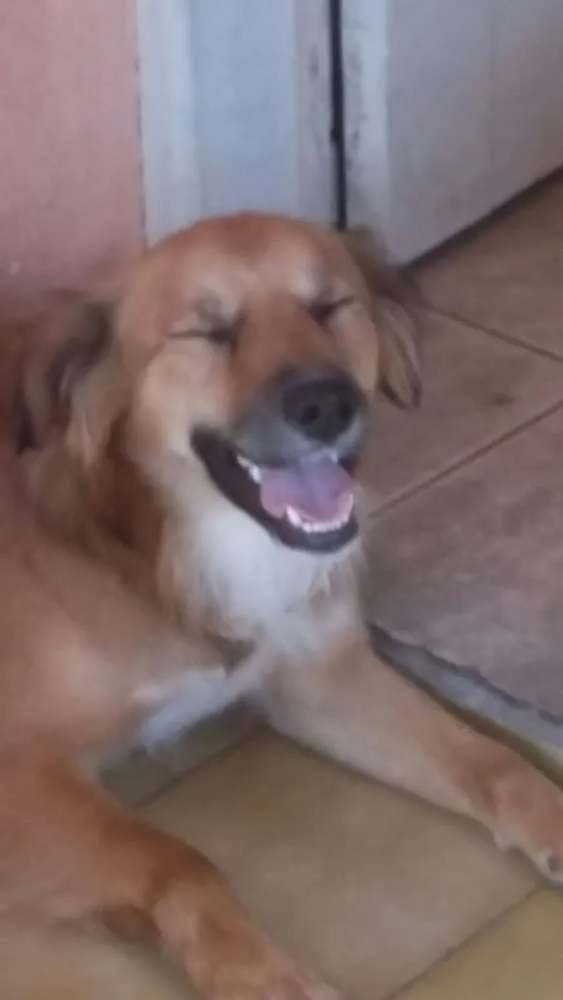 Cachorro ra a viralata idade 1 ano nome Pingo