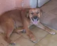 Pingo
