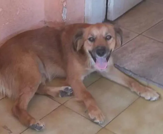 Cachorro ra a viralata idade 1 ano nome Pingo