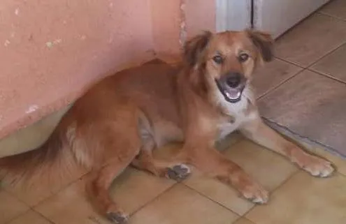 Cachorro ra a viralata idade 1 ano nome Pingo