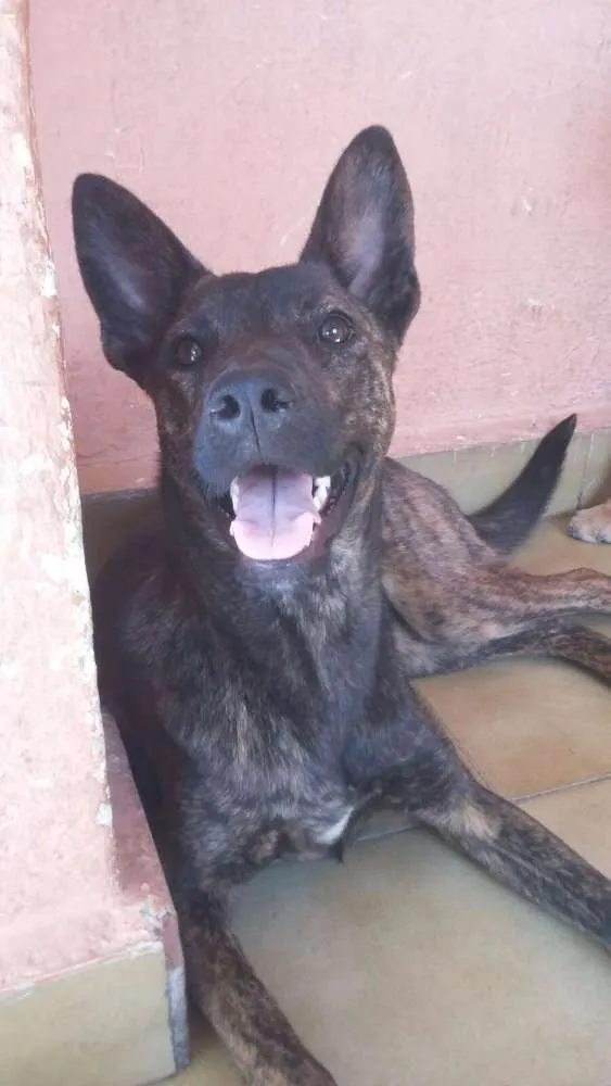 Cachorro ra a viralata idade 7 a 11 meses nome Jully