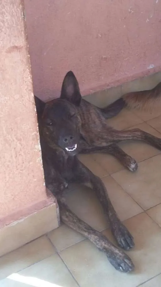 Cachorro ra a viralata idade 7 a 11 meses nome Jully