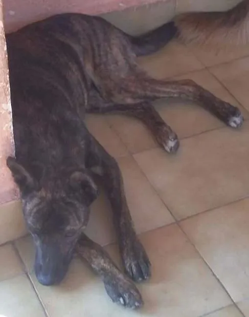 Cachorro ra a viralata idade 7 a 11 meses nome Jully