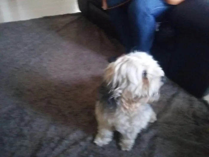 Cachorro ra a  idade 3 anos nome jack