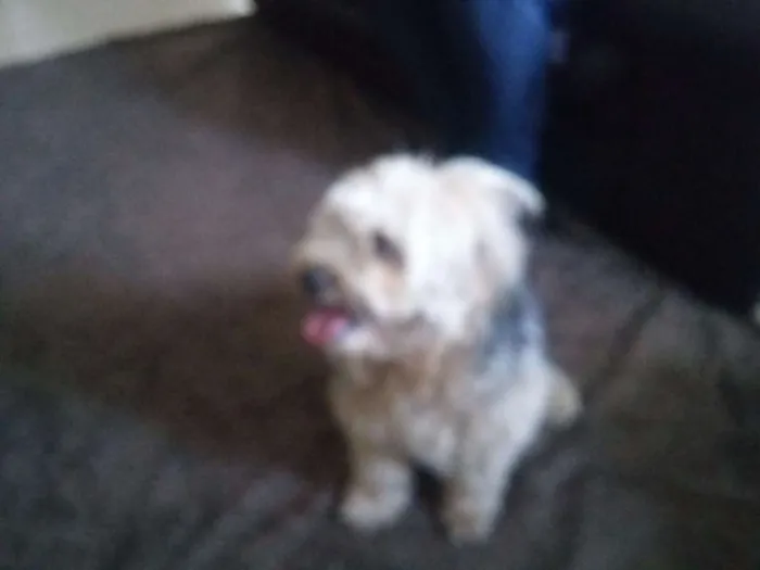Cachorro ra a  idade 3 anos nome jack