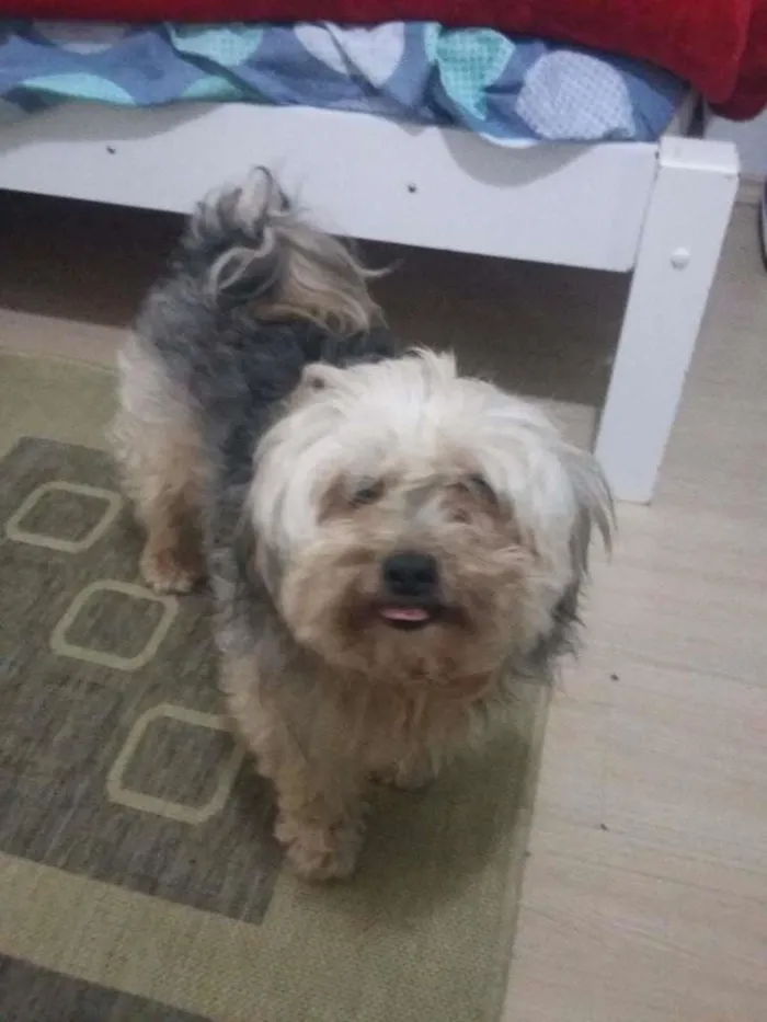 Cachorro ra a  idade 3 anos nome jack
