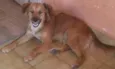 Pingo