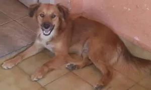 Cachorro raça viralata idade 1 ano nome Pingo