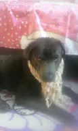 Pedro