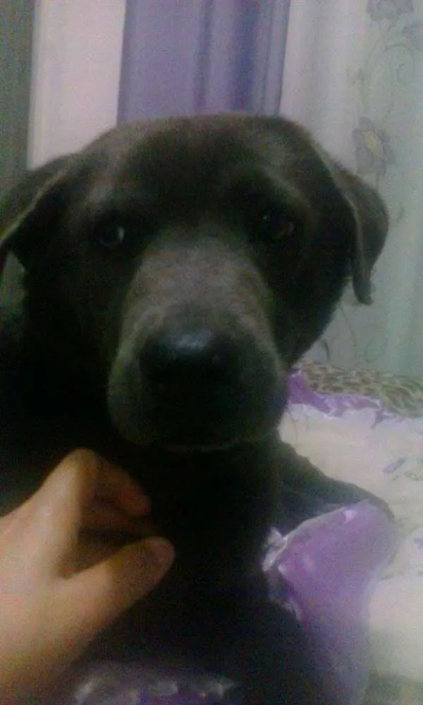 Cachorro ra a SRD idade 2 anos nome Pedro
