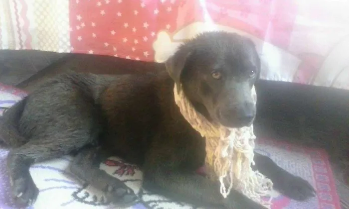Cachorro ra a SRD idade 2 anos nome Pedro