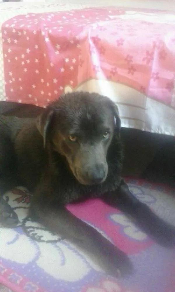 Cachorro ra a SRD idade 2 anos nome Pedro