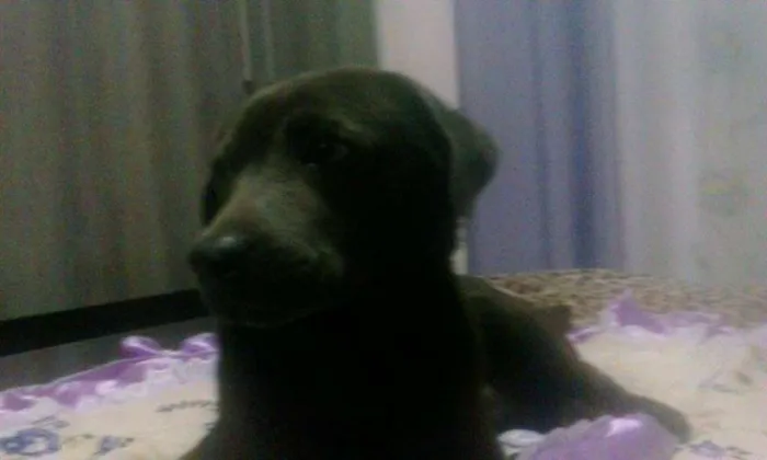 Cachorro ra a SRD idade 2 anos nome Pedro