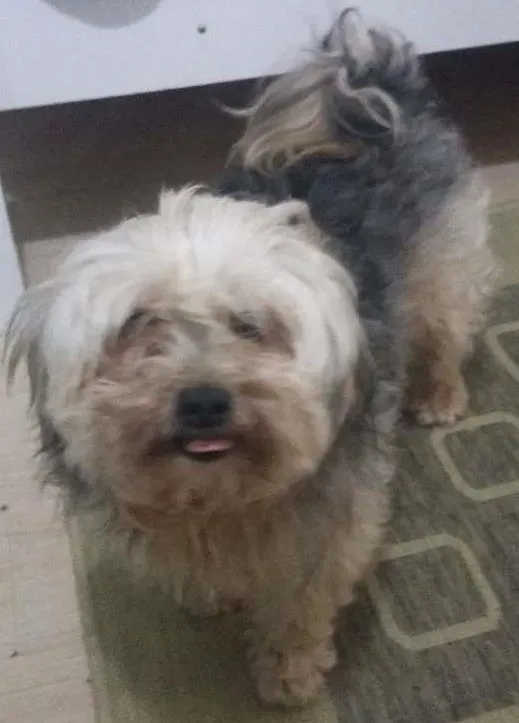 Cachorro ra a  idade 3 anos nome jack