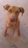 Tobby