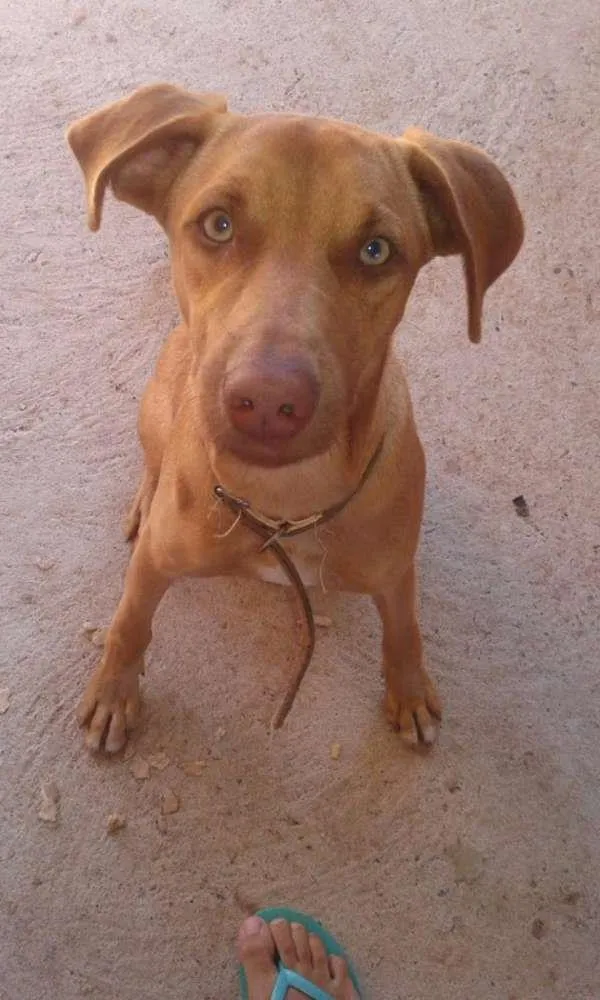 Cachorro ra a mestiço idade 7 a 11 meses nome Tobby
