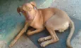 Tobby