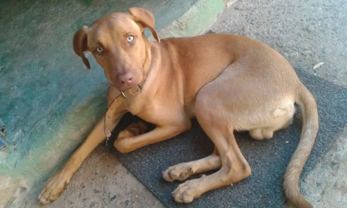 Cachorro ra a mestiço idade 7 a 11 meses nome Tobby