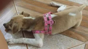 Cachorro raça fox c vira idade 2 a 6 meses nome rebeca