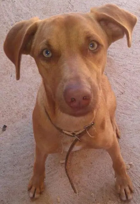 Cachorro ra a mestiço idade 7 a 11 meses nome Tobby