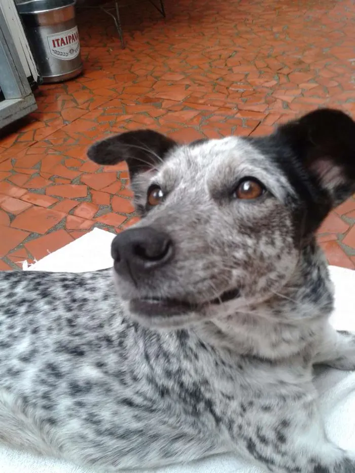 Cachorro raça mix Braco Alemão idade 1 ano nome Jahde