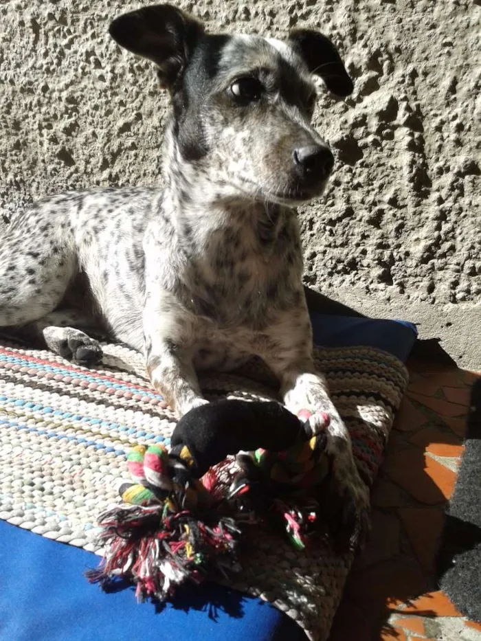 Cachorro raça mix Braco Alemão idade 1 ano nome Jahde
