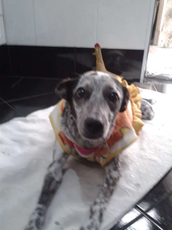 Cachorro raça mix Braco Alemão idade 1 ano nome Jahde