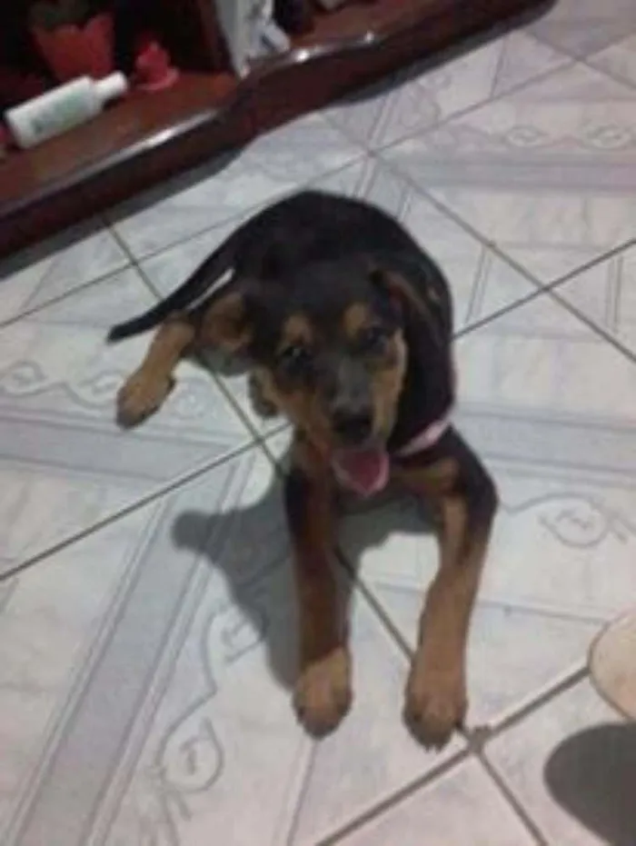Cachorro ra a Rottweiler misturada idade 1 ano nome Sasha
