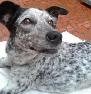 Cachorro raça mix Braco Alemão idade 1 ano nome Jahde