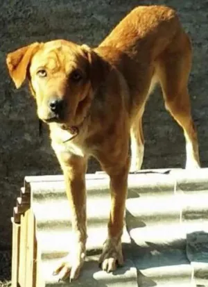 Cachorro raça Boxer - híbrido idade 1 ano nome Caramelo
