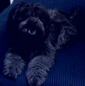 Cachorro raça Mestiça idade 2 anos nome Chulica